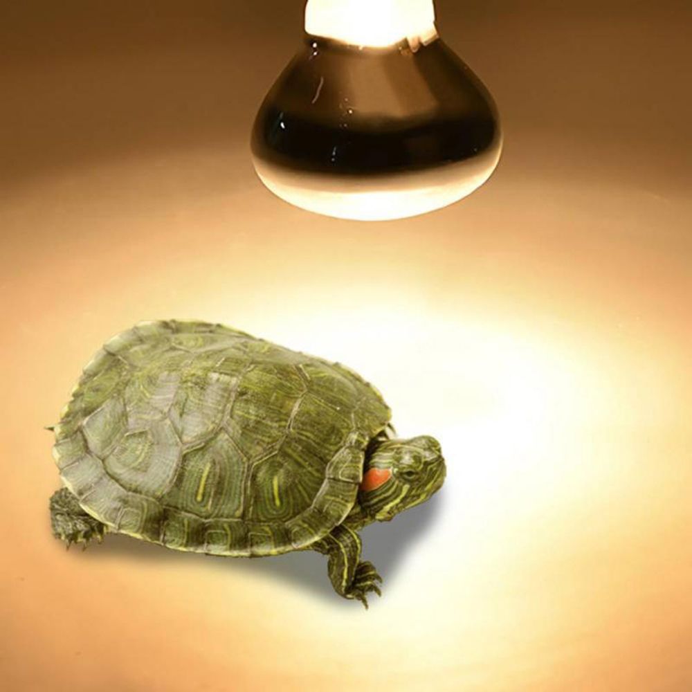 مصباح تدفئة للسلاحف، مصباح تدف - مراجعة Basking Bulb Halogen وسعره
