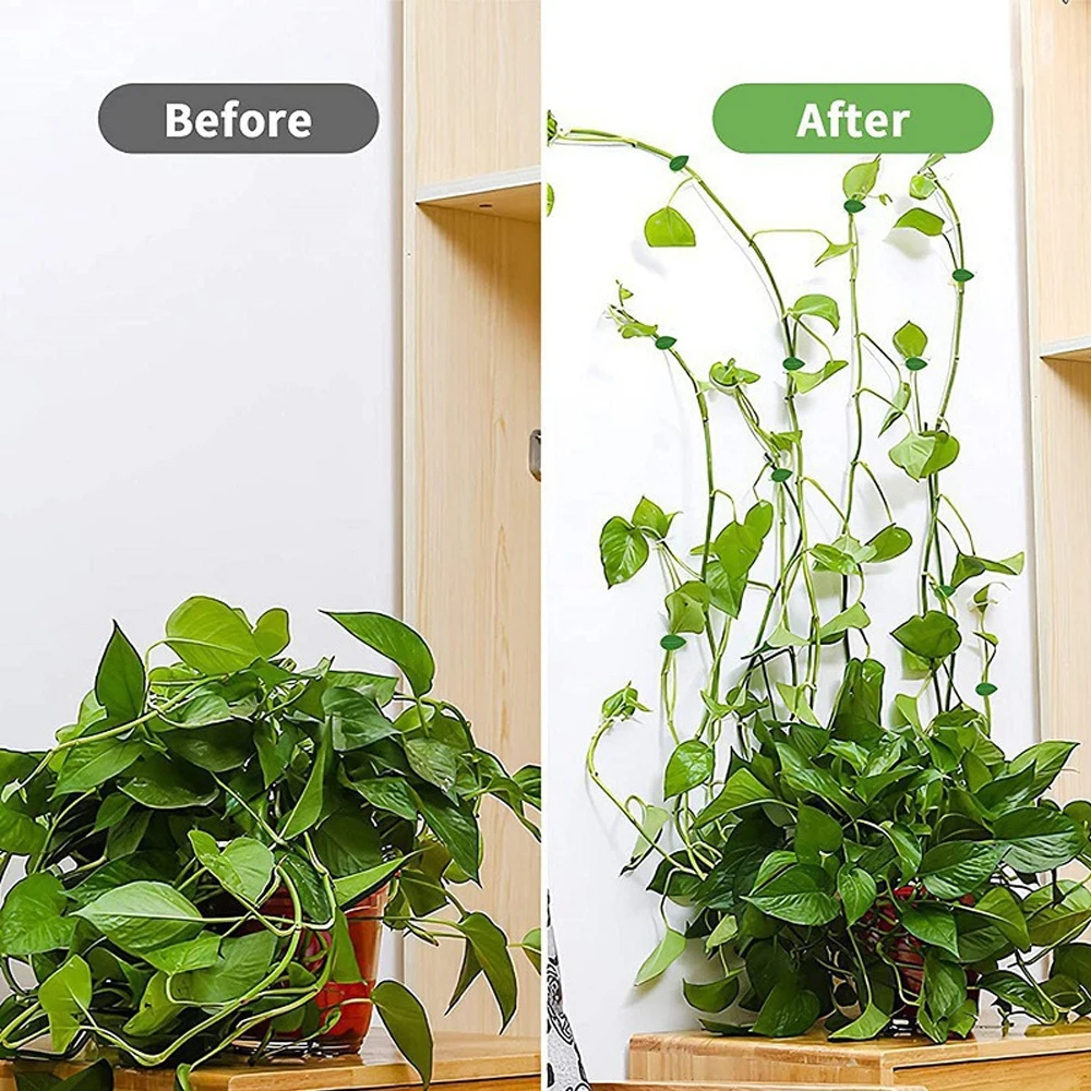 10/30/50 قطعة من مشابك تثبيت ا - مراجعة Vine Climbing Plastic وسعره